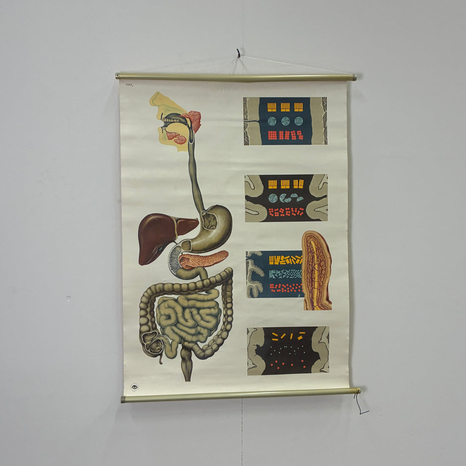 Vintage Schulkarte Die Verdauung Anatomie Rollbild Biologie Lehrtafel Wanddeko