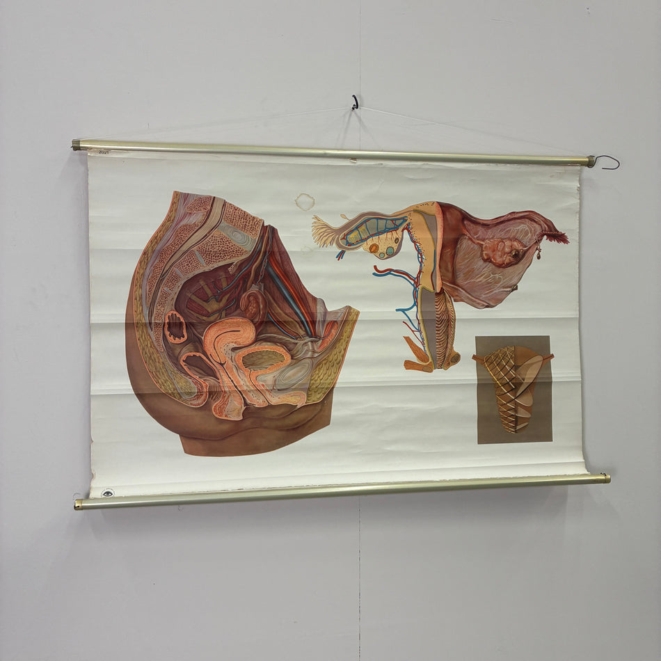 Vintage Schulkarte Weibliche Geschlechtsorgane Anatomie Rollbild Biologie Wanddeko