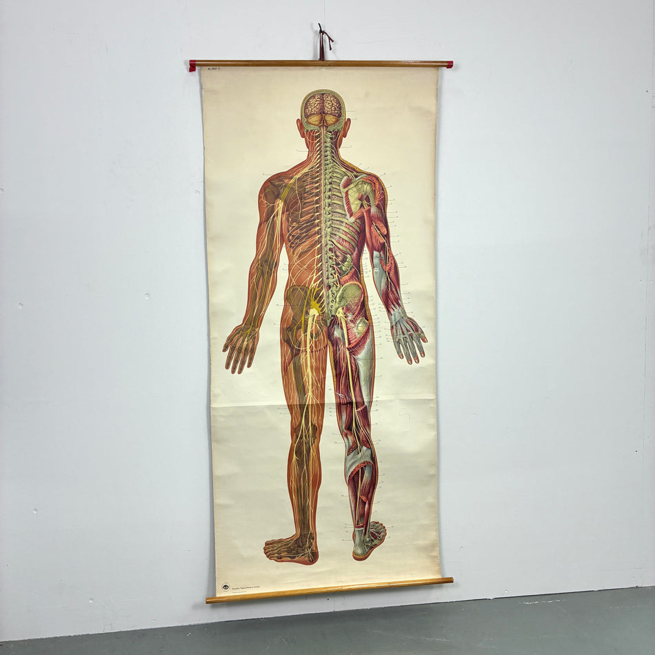 Vintage Schulkarte – Menschliches Nervensystem – Biologie Lehrtafel Rollbild Wanddeko