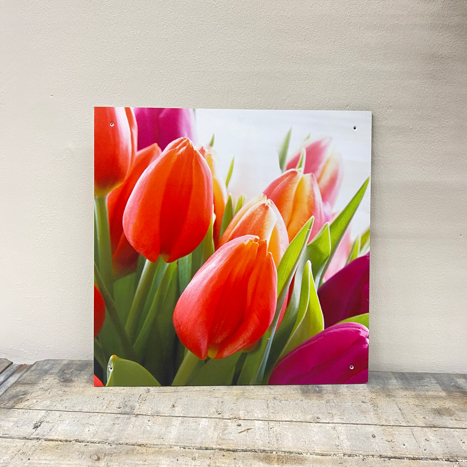 Wandbild Alu-Dibond Tulpe Fotodruck Natur Deko Bild gebraucht
