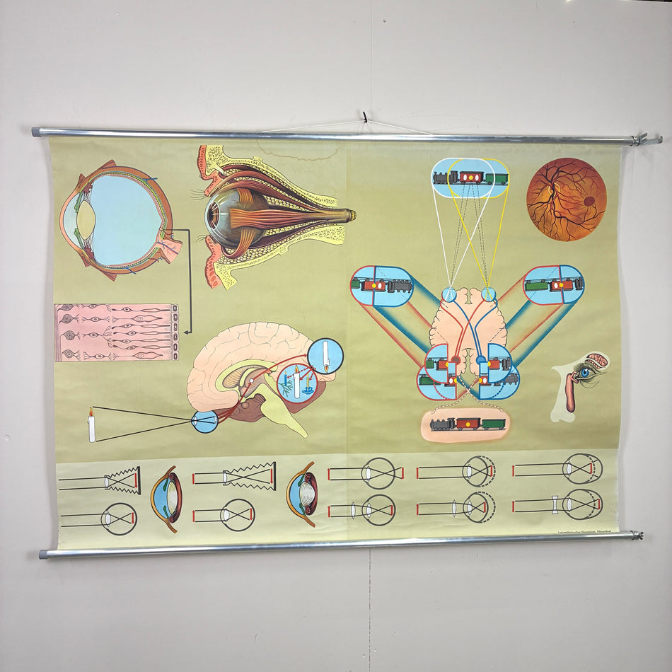 Vintage Schulkarte – Das Auge & der Sehvorgang – Biologie Lehrtafel Rollbild Wanddeko