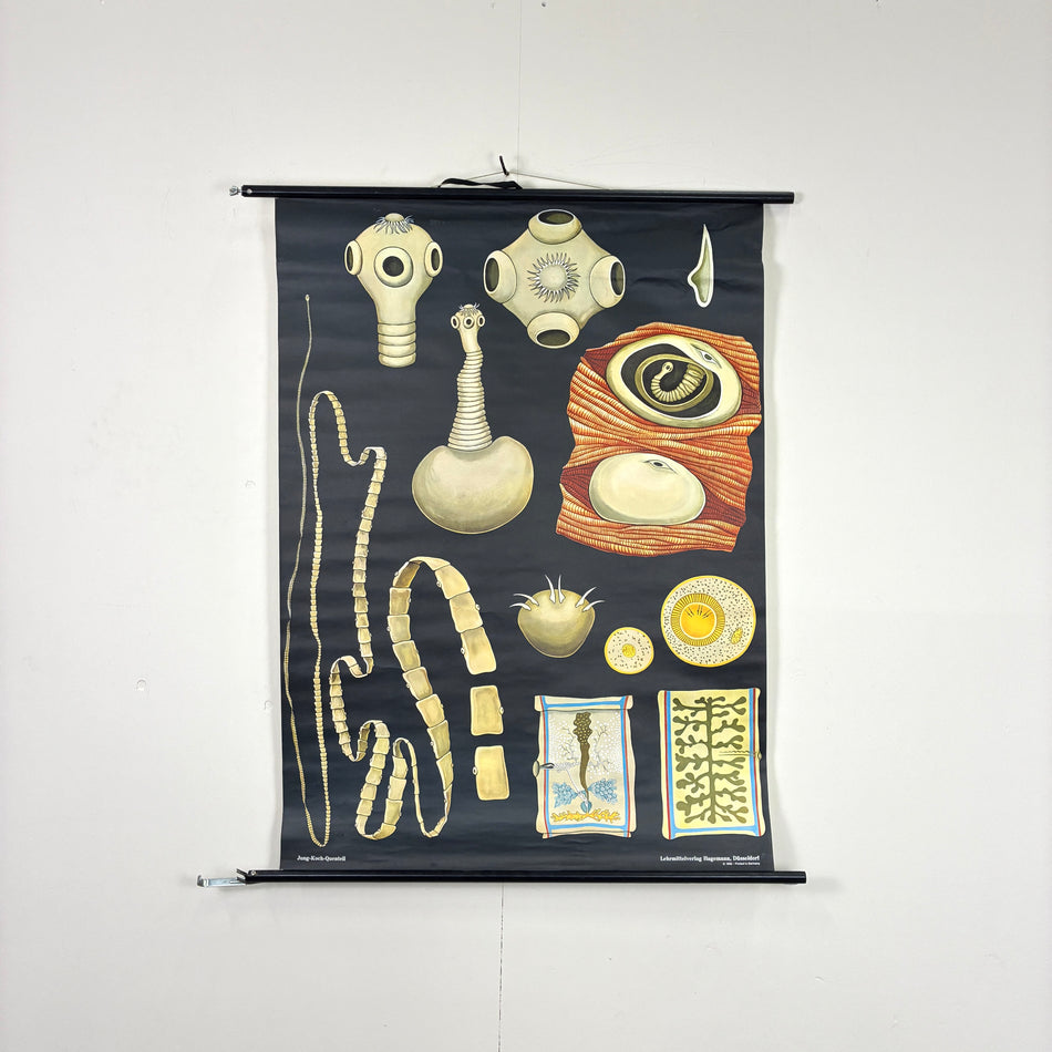 Vintage Schulkarte - Bandwurm Biologie - Rollbild Lehrtafel Wanddeko