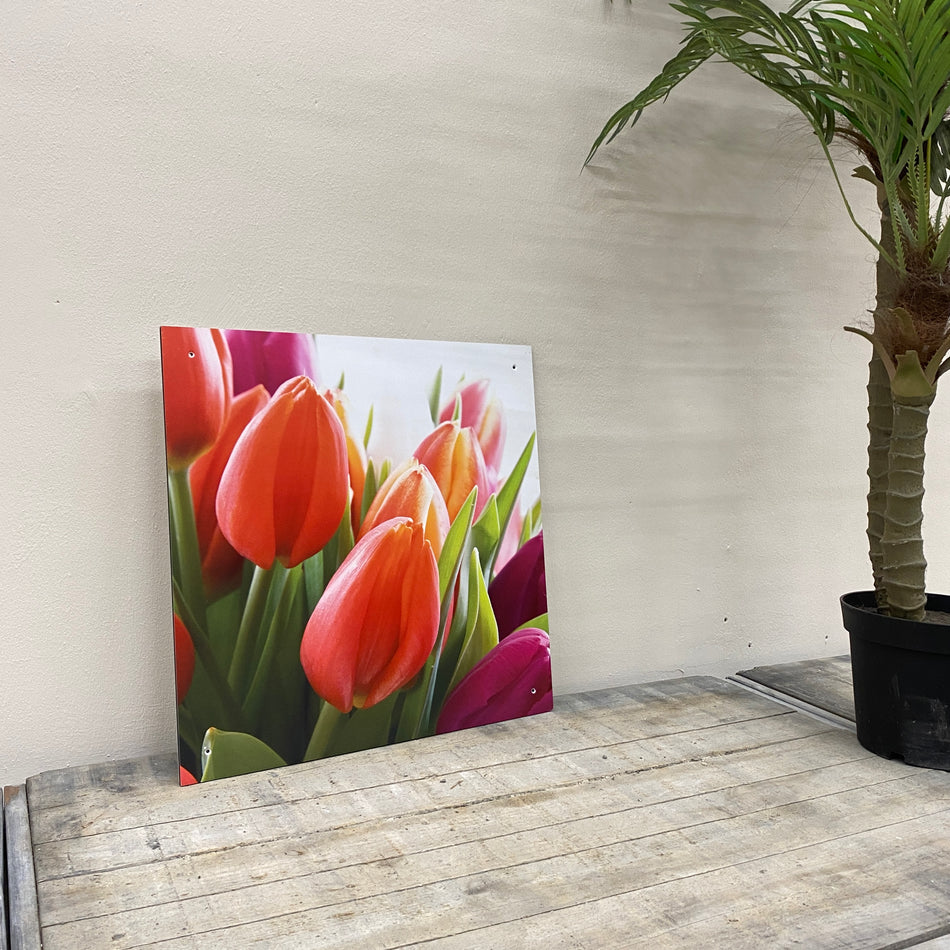 Wandbild Alu-Dibond Tulpe Fotodruck Natur Deko Bild gebraucht