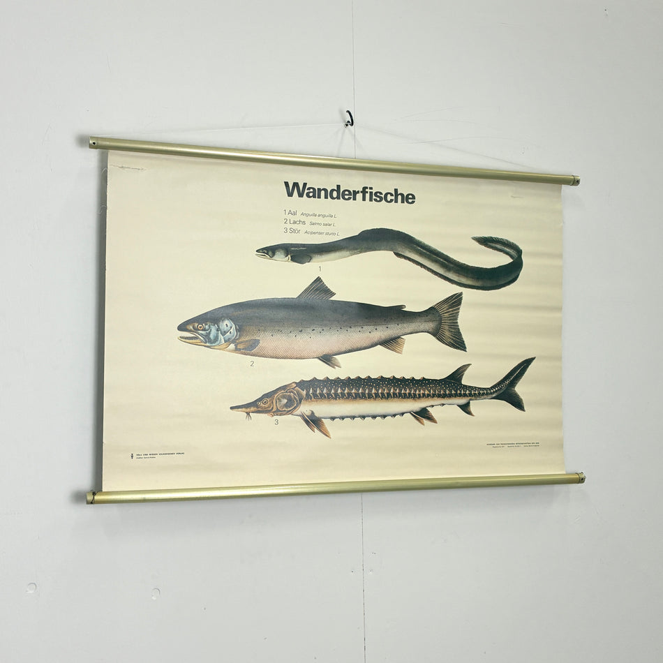 Vintage Schulkarte Wanderfische Biologie Rollbild Volk und Wissen Lehrtafel Wanddeko