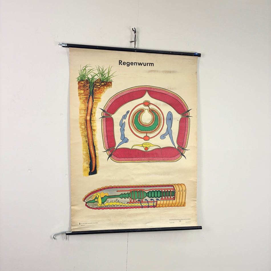 Vintage Schulkarte – Regenwurm – Biologie Rollbild Lehrtafel Wanddeko