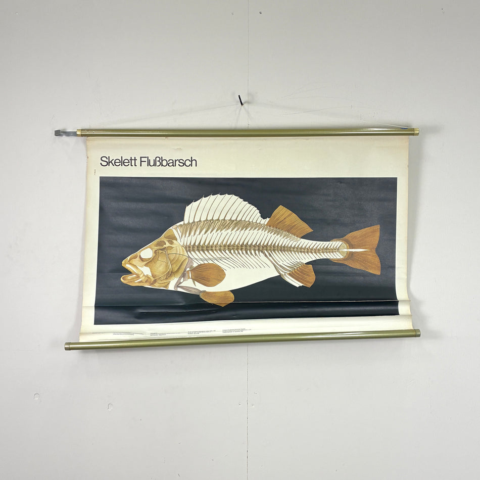 Vintage Schulkarte – Skelett Flußbarsch – Biologie Lehrtafel Rollbild Wanddeko