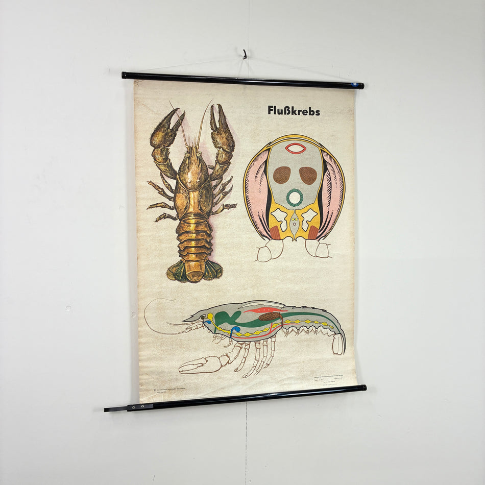 Vintage Schulkarte – Flusskrebs – Biologie Rollbild Lehrtafel Wanddeko