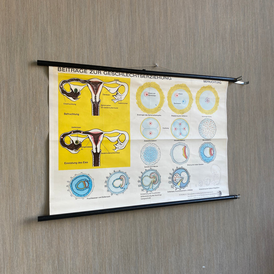 Schulkarte Beiträge zur Geschlechtserziehung Befruchtung Biologie Lehrkarte gebraucht