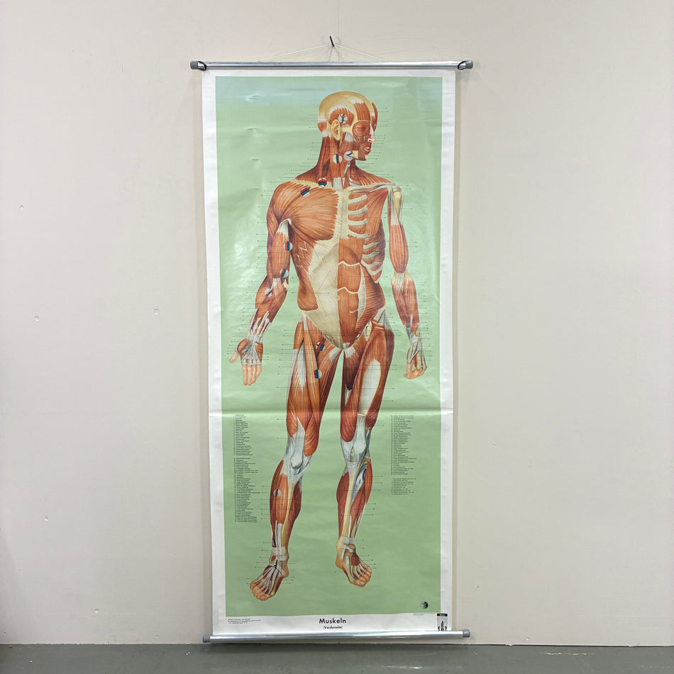 Vintage Schulkarte – Anatomie (Muskelaufbau) – Biologie Lehrtafel Rollbild Wanddeko