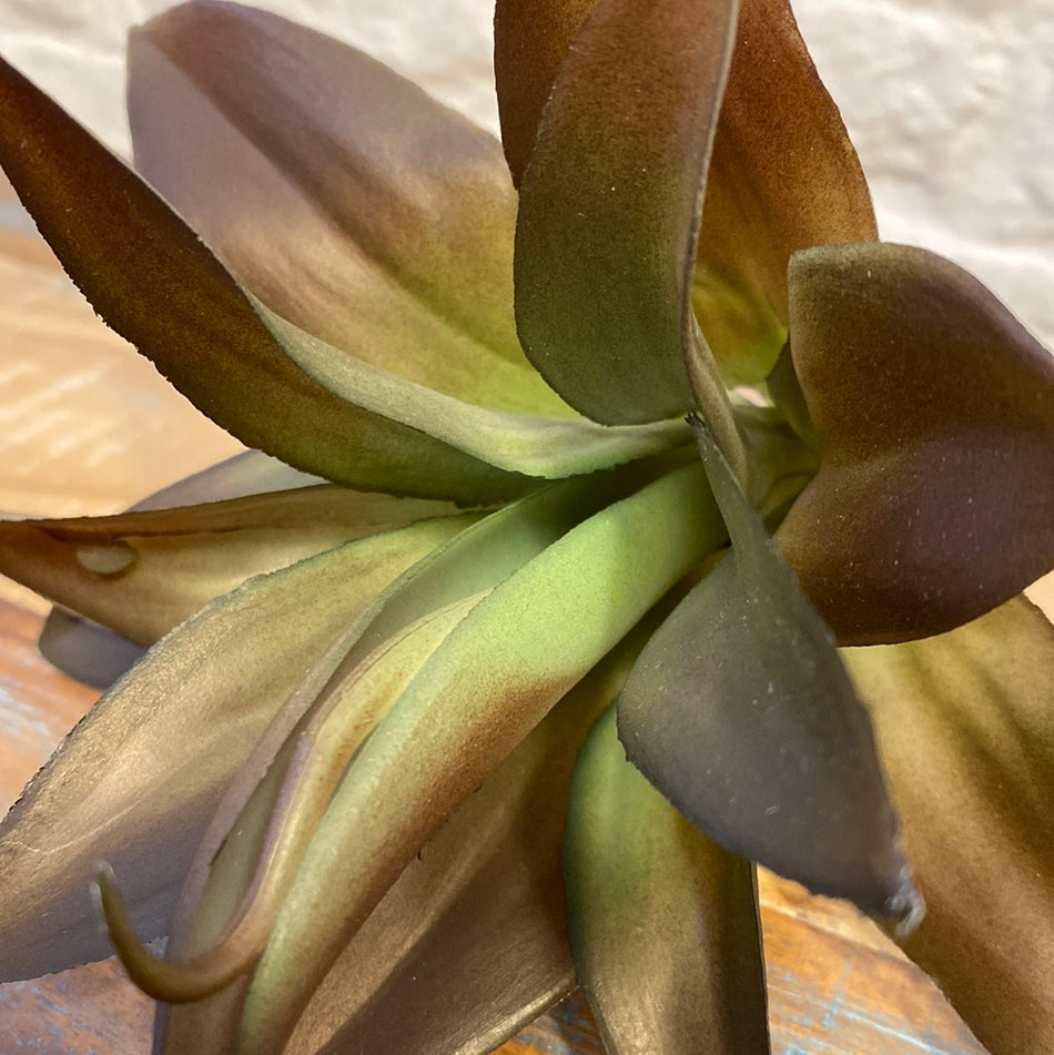 Fink Kunstpflanze Echeveria braun grün