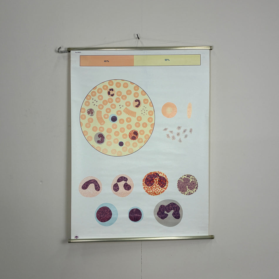 Vintage Schulkarte Das Blut I Biologie Anatomie Lehrtafel Wanddeko