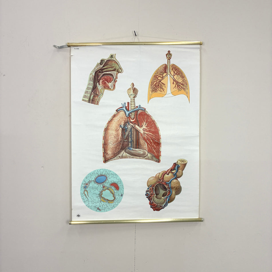 Vintage Lehrtafel – Lungenanatomie – Biologie Lehrtafel Rollbild Wanddeko