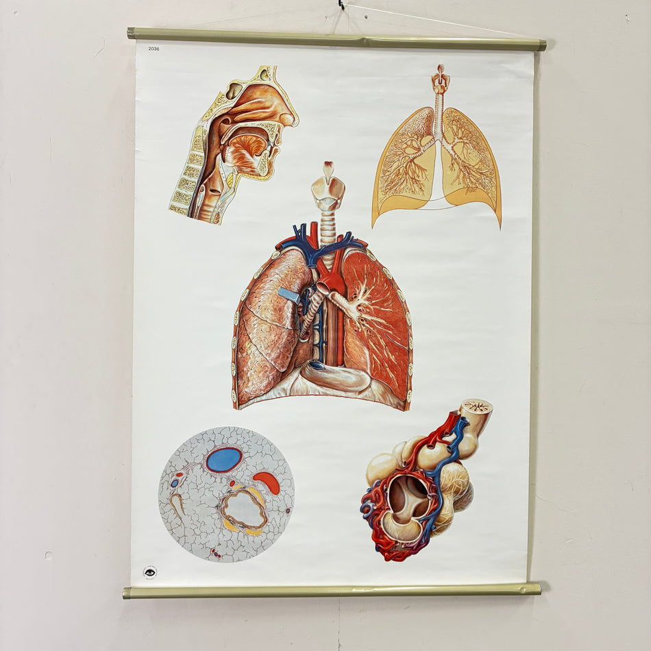 Vintage School Chart – The Respiratory Organs – Biology Medicine Educational Chart Roll, Used
