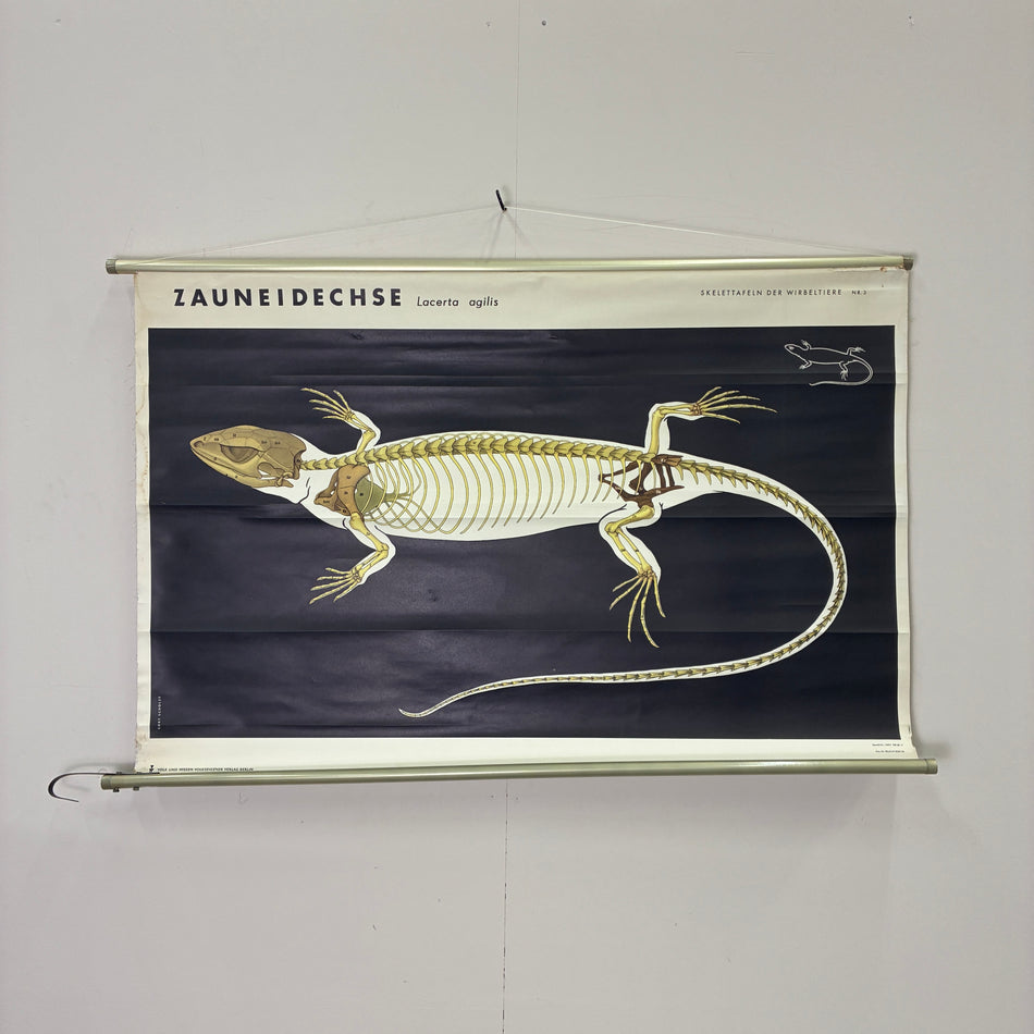 Vintage Schulkarte Zauneidechse Skelett Biologie Rollbild Lehrtafel Wanddeko