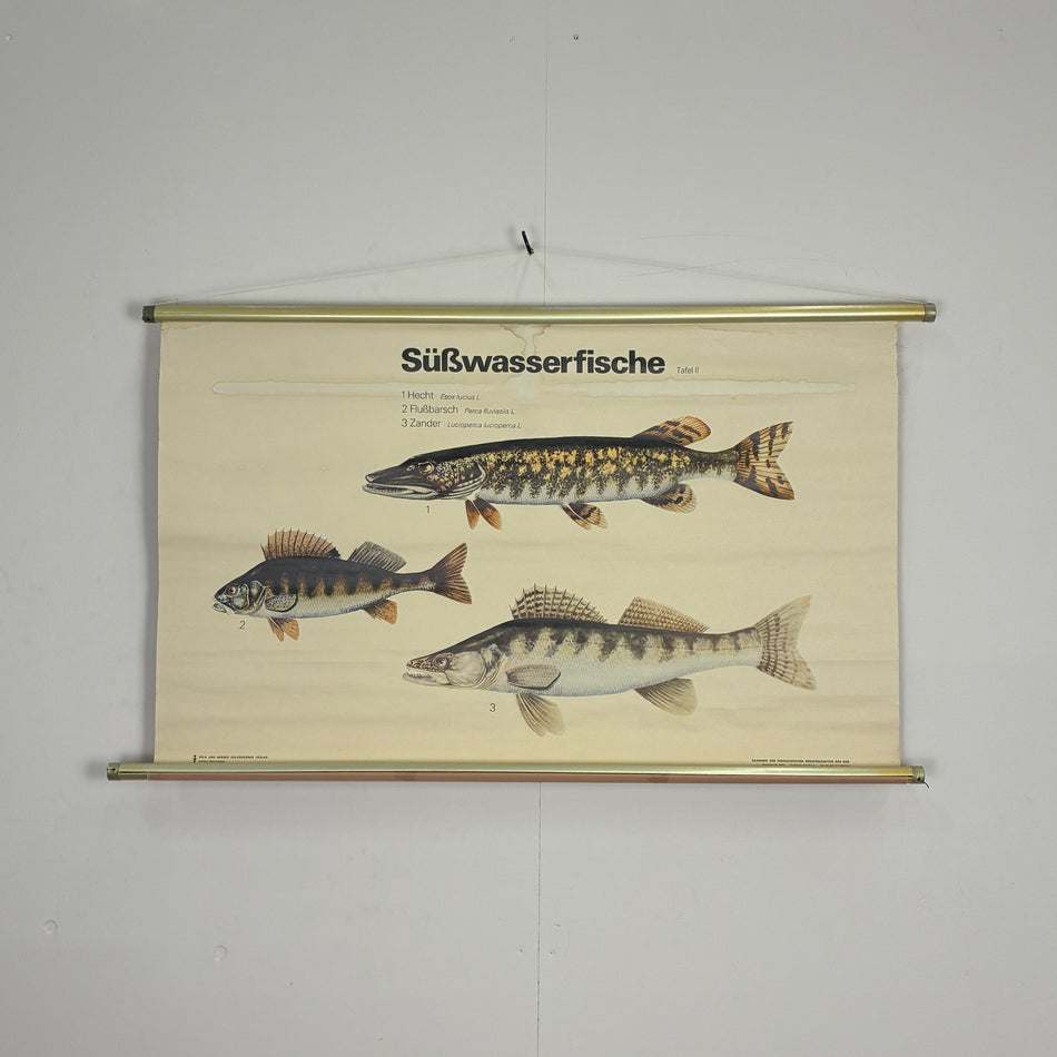 Vintage Schulkarte Süßwasserfische Hecht Barsch Zander Rollbild Lehrtafel Wanddeko
