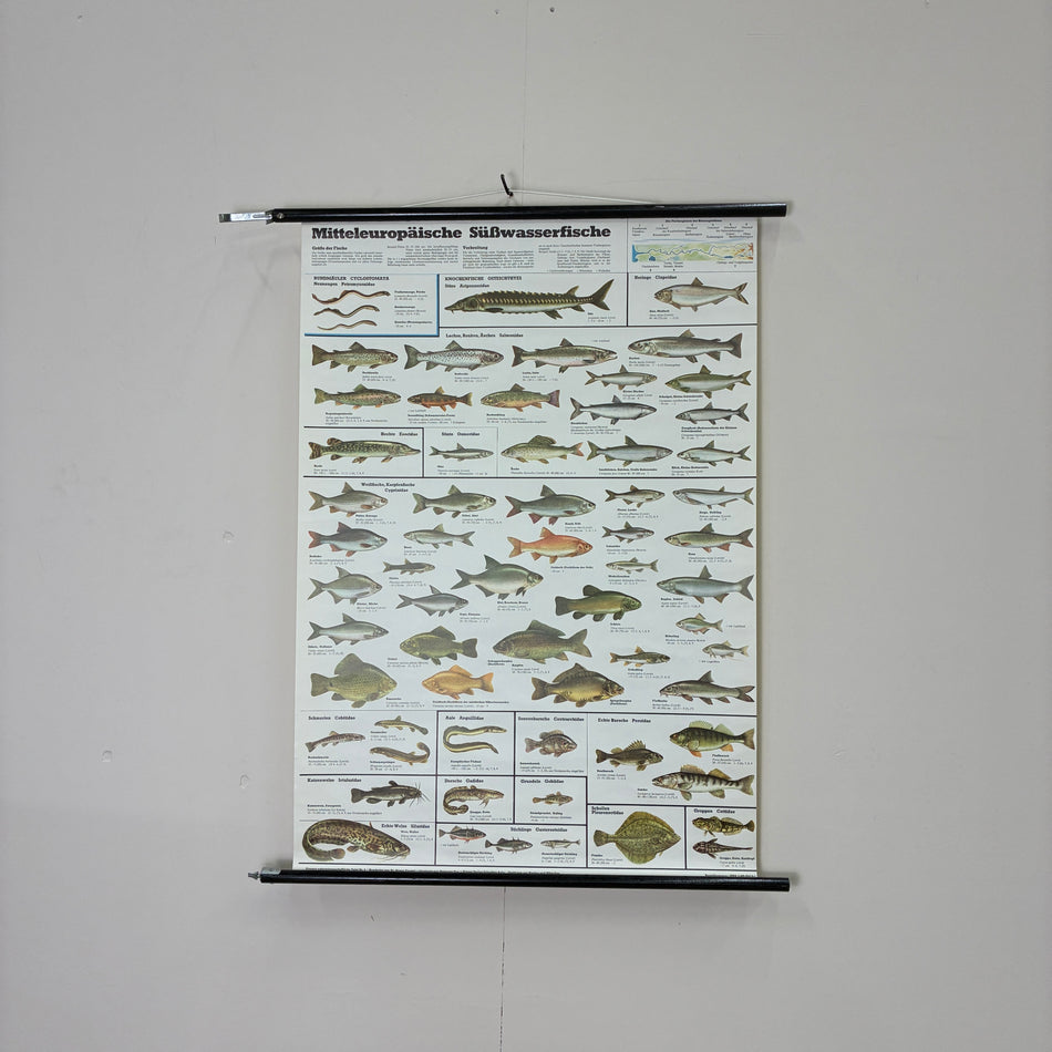 Vintage Schulkarte Mitteleuropäische Süßwasserfische Rollbild Lehrtafel Wanddeko