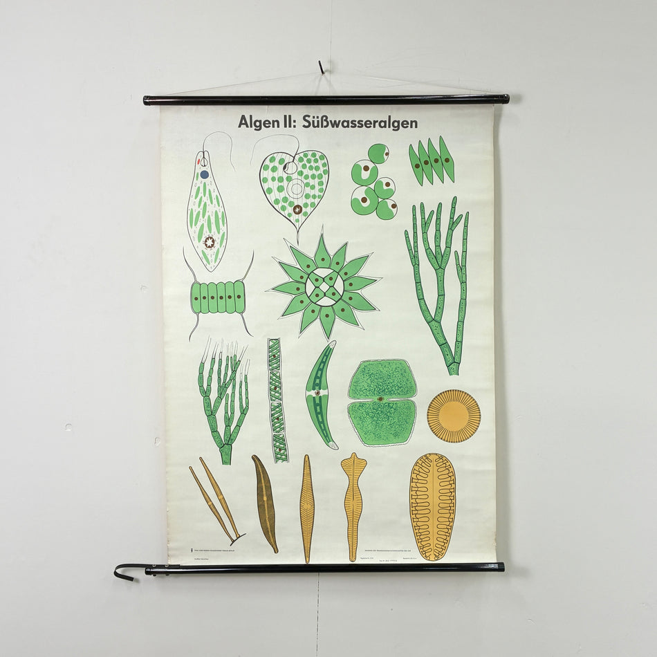 Vintage Schulkarte - Algen II: Süßwasseralgen - Rollbild Lehrtafel Wanddeko