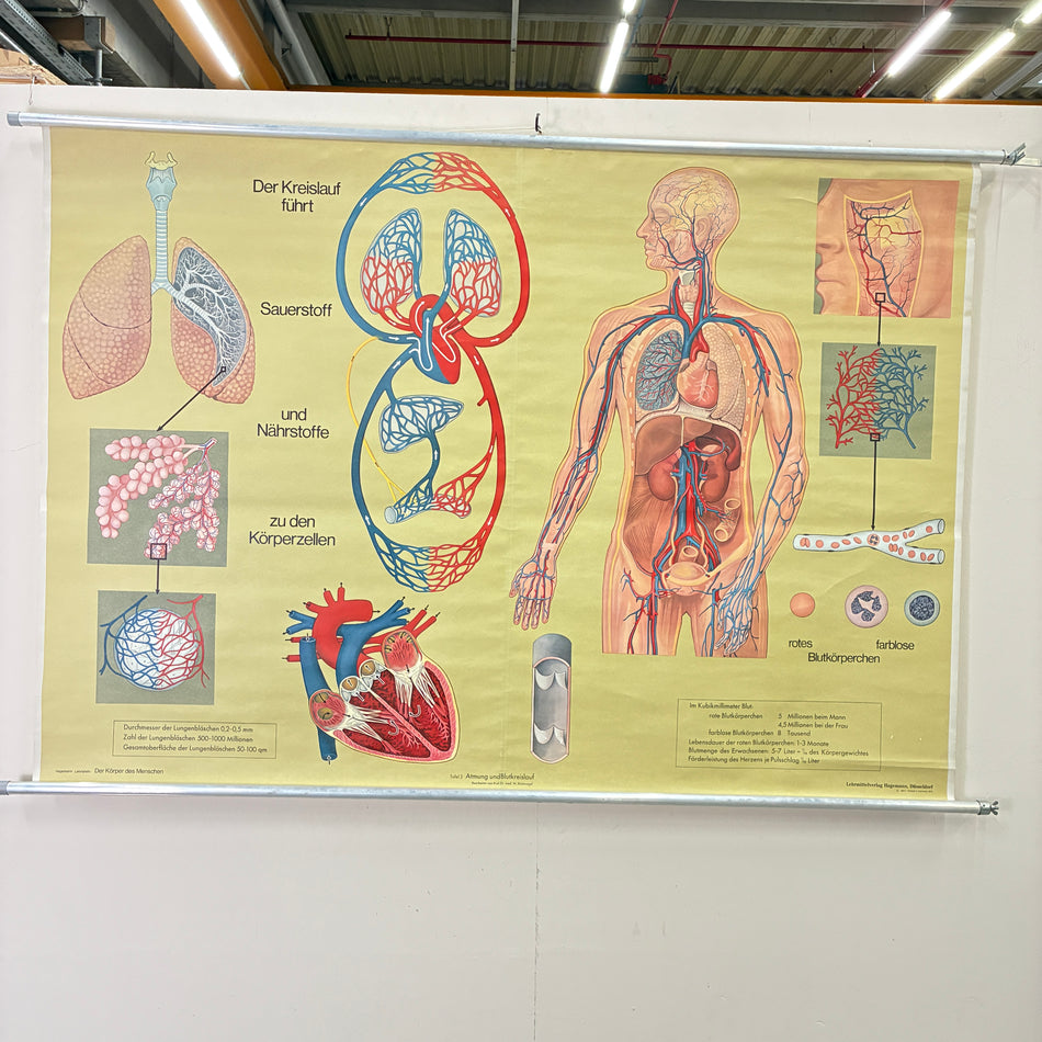 Vintage school chart – Respiration & Circulation – Hagemann Biology Medical Teaching Chart, Roller Chart, Used