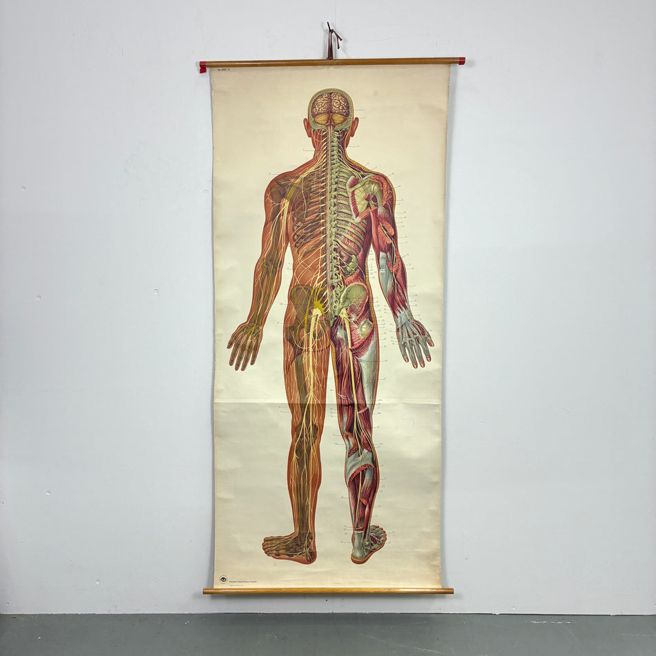 Vintage Schulkarte – Menschliches Nervensystem – Biologie Lehrtafel Rollbild Wanddeko