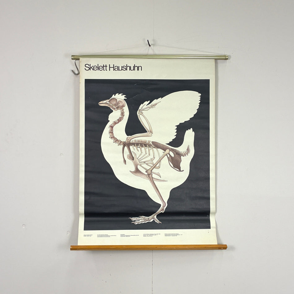 Vintage Schulkarte - Skelett Haushuhn - Rollbild Lehrtafel Wanddeko
