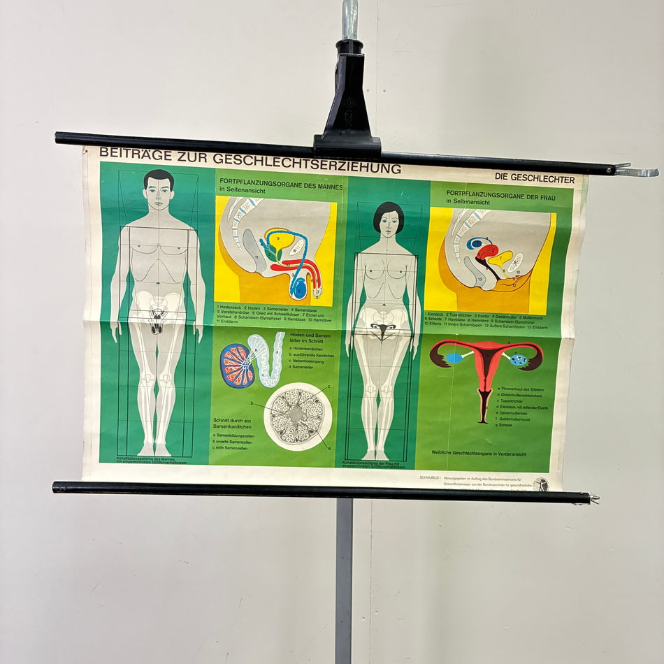 Vintage school chart – The sexes – Biology/Medicine teaching chart, roller chart, used
