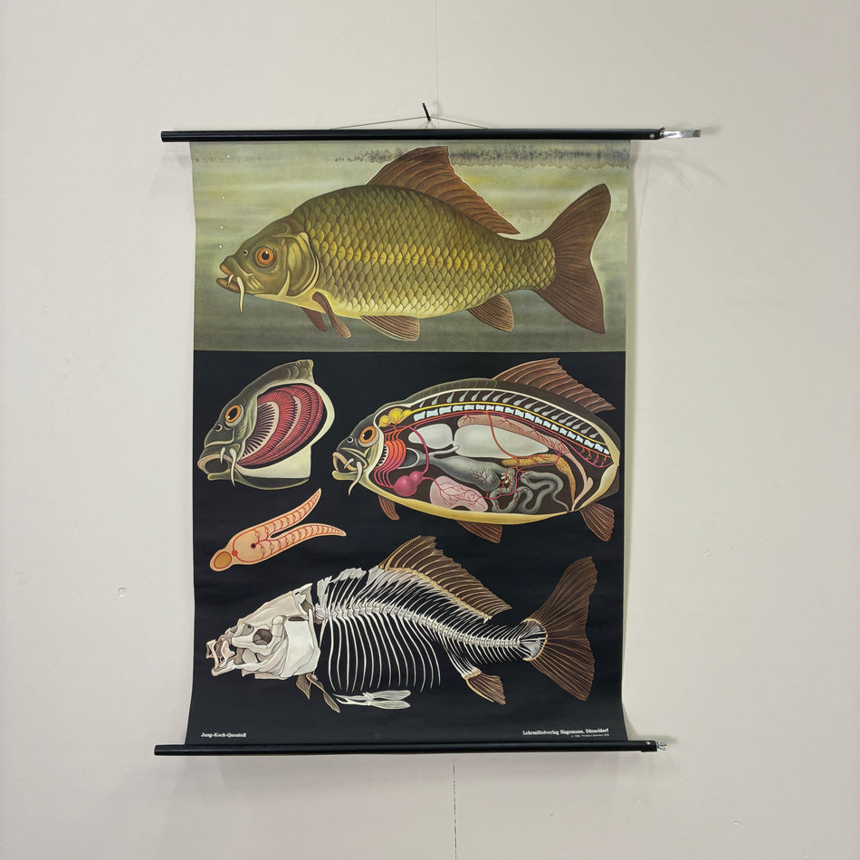 Vintage Schulkarte Karpfen  Fisch Anatomie Rollbild Lehrtafel Wanddeko