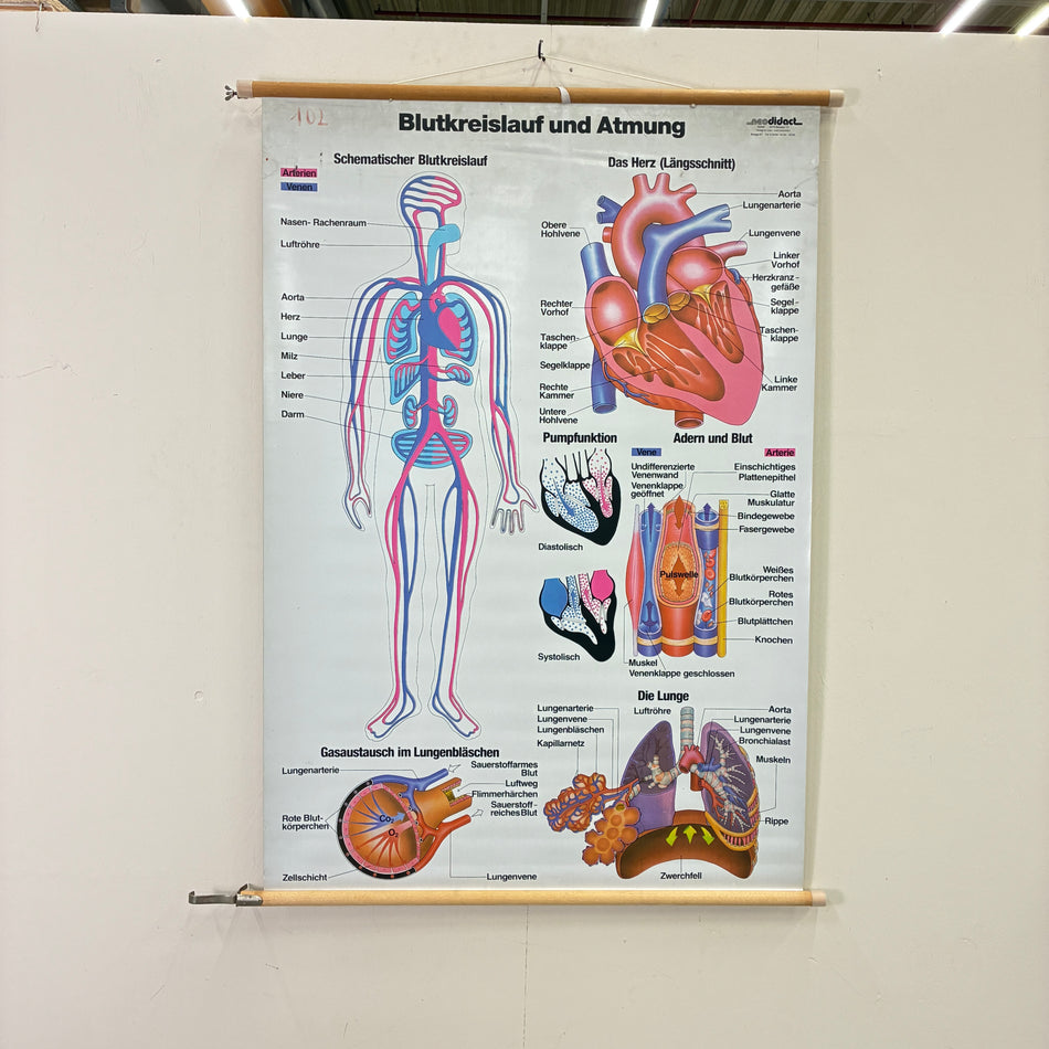 Vintage school chart – Circulatory system & respiration exercise chart – biology medical teaching poster, hanging scroll, used