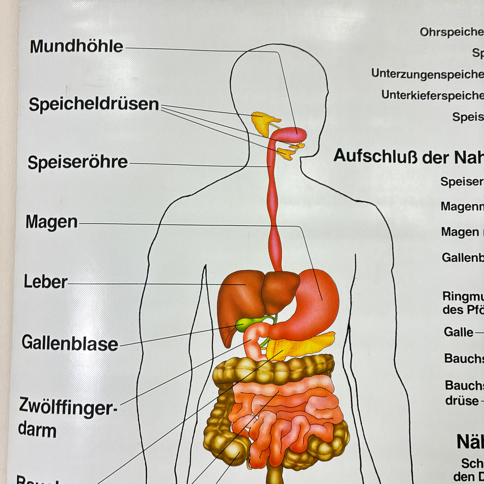 Vintage School Chart – Digestion Chart, Practice Chart – Biology, Medical Teaching Chart, Roller Chart, Used
