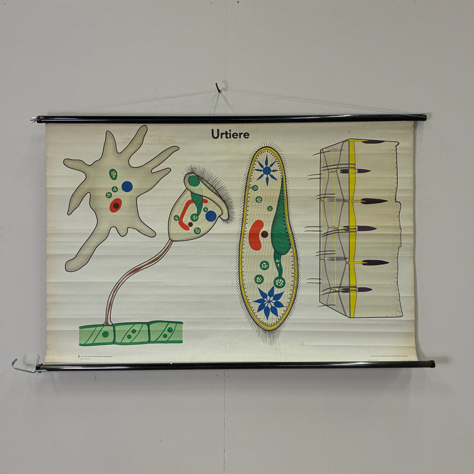 Vintage Schulkarte Urtiere Amöbe Pantoffeltierchen Biologie Rollbild DDR Wanddeko