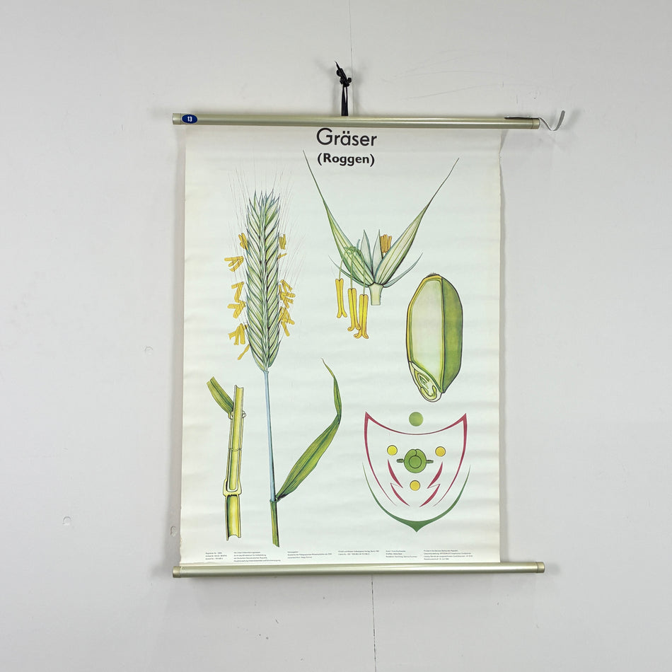 Vintage Schulkarte – Gräser (Roggen) – Botanische Lehrtafel Wanddeko