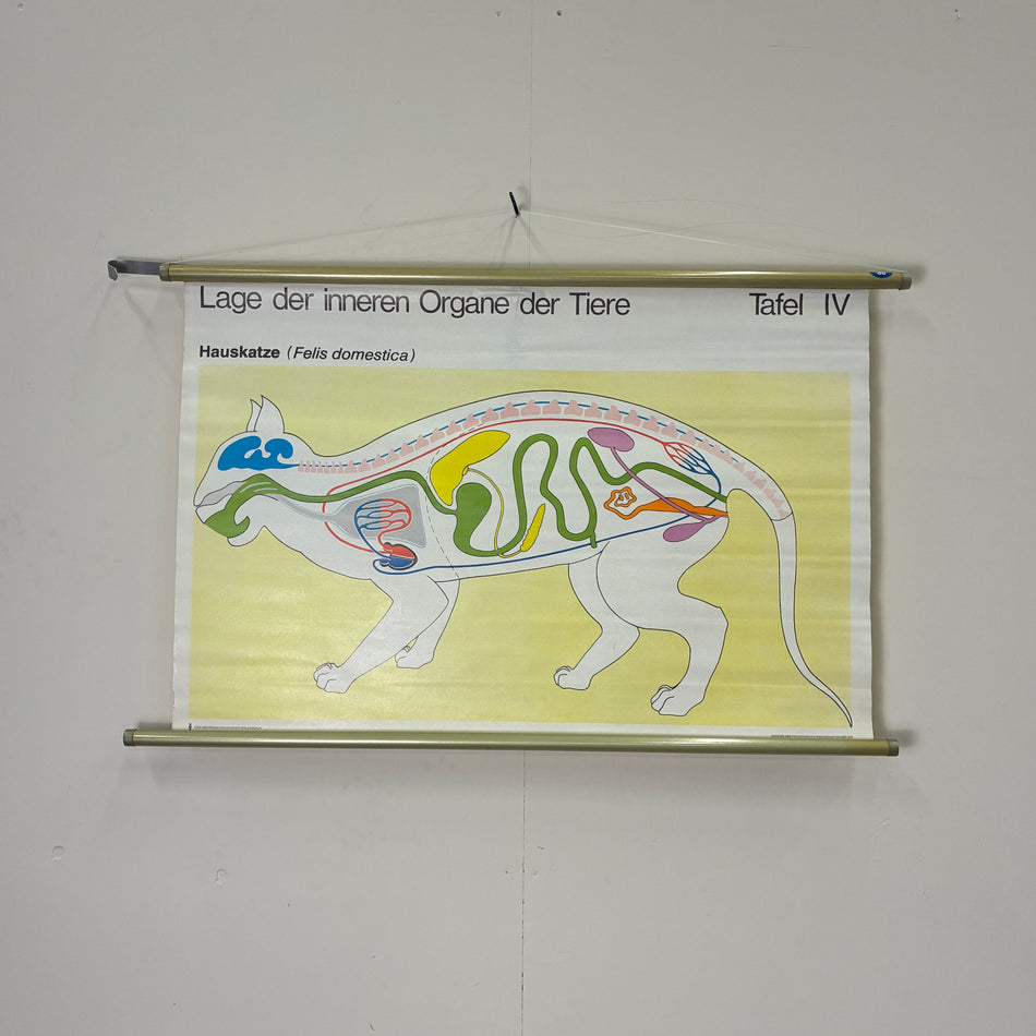 Vintage Schulkarte Hauskatze Organe Biologie Rollbild Lehrtafel DDR Wanddeko