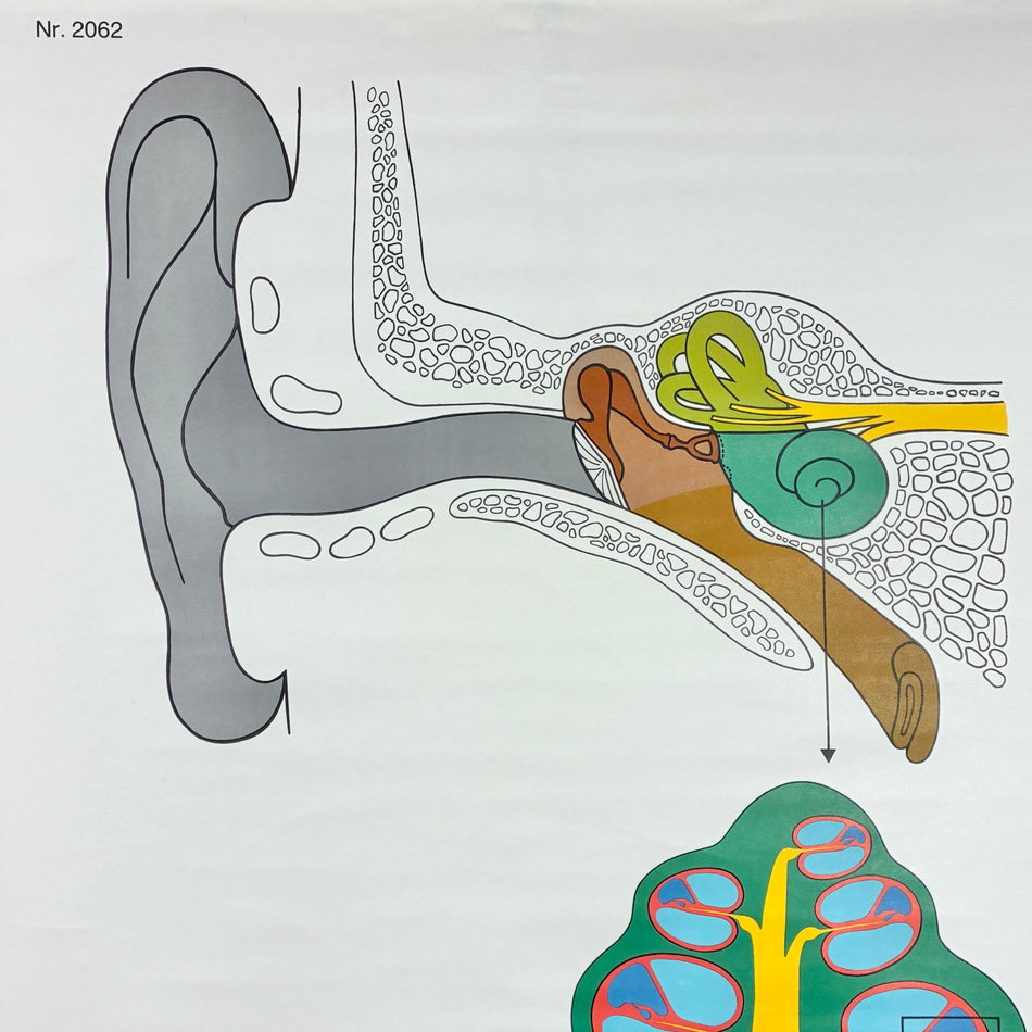 Vintage Schulkarte – Das Hörorgan – Anatomie Rollbild Lehrtafel Wanddeko