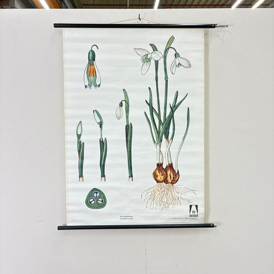 Vintage School Chart – The Snowdrop – Biology Botany Educational Chart Roll-up Used