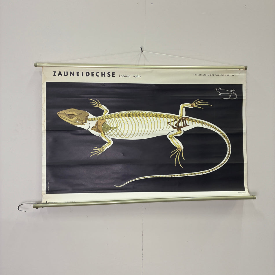Vintage Schulkarte Zauneidechse Skelett Biologie Rollbild Lehrtafel Wanddeko