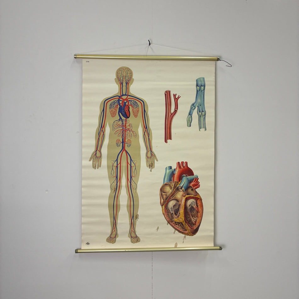 Vintage Schulkarte Der Blutkreislauf Anatomie Rollbild Biologie Lehrtafel Wanddeko