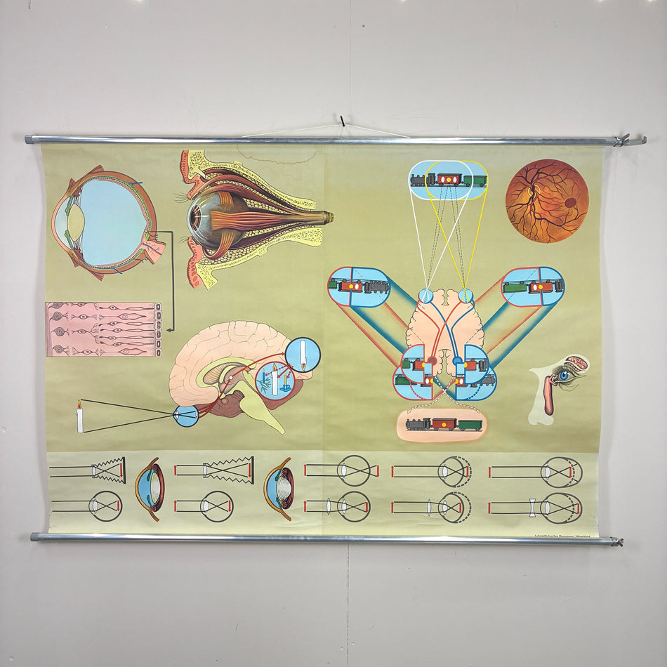 Vintage Schulkarte – Das Auge & der Sehvorgang – Biologie Lehrtafel Rollbild Wanddeko