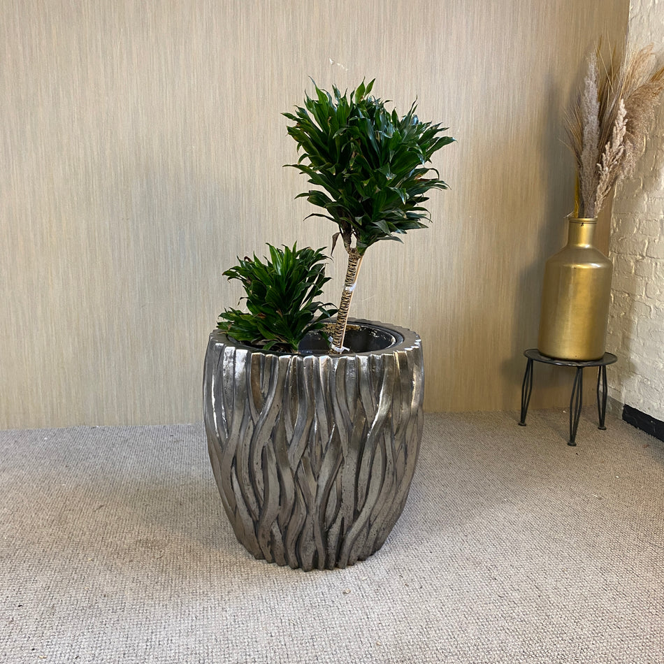Drachenbaum Pflanze im Pflanzenkübel silbern 110cm