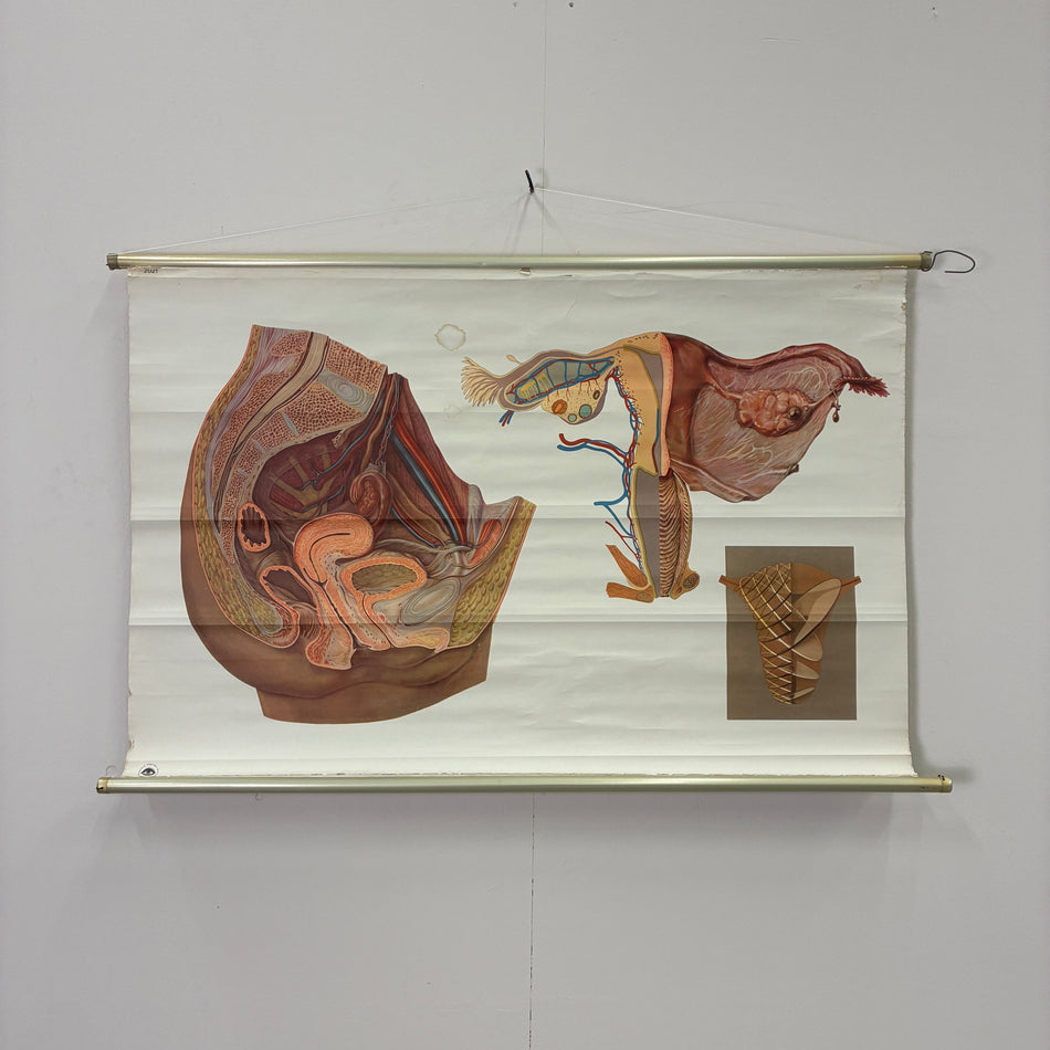 Vintage Schulkarte Weibliche Geschlechtsorgane Anatomie Rollbild Biologie Wanddeko