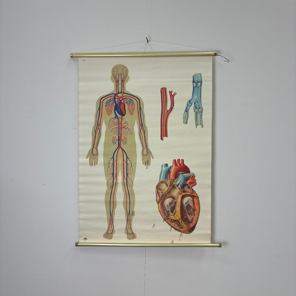 Vintage Schulkarte Der Blutkreislauf Anatomie Rollbild Biologie Lehrtafel Wanddeko