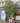 Riesige Hydro Birkenfeige ca. 225cm hoch Zimmerpflanze Nr 42