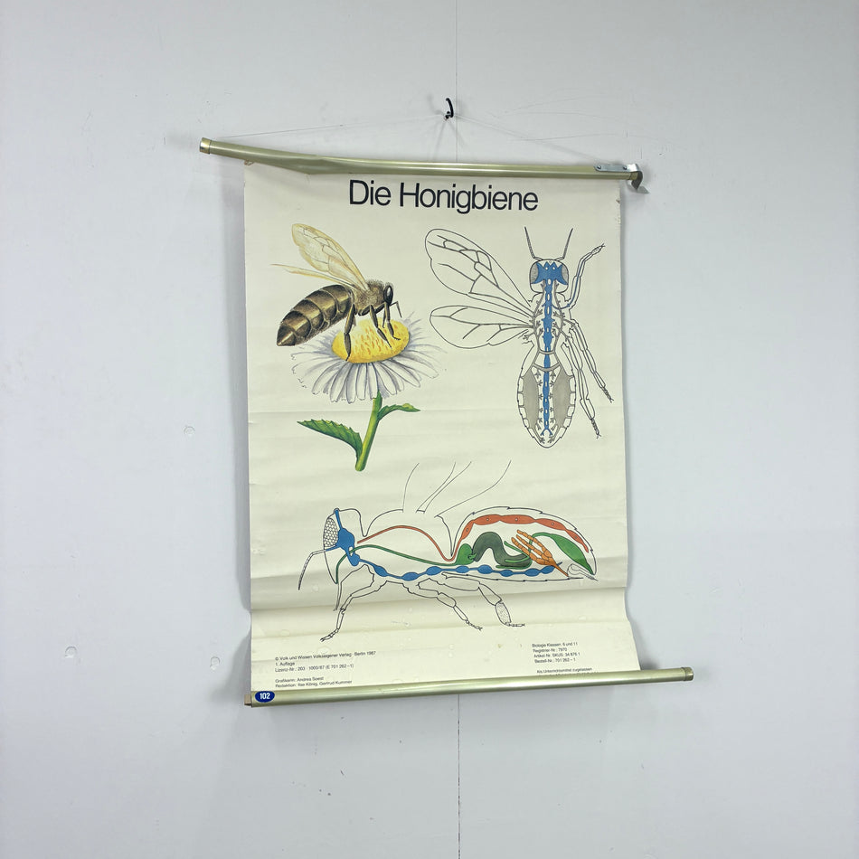 Vintage Schulkarte – Die Honigbiene – Biologie Lehrtafel Rollbild Wanddeko
