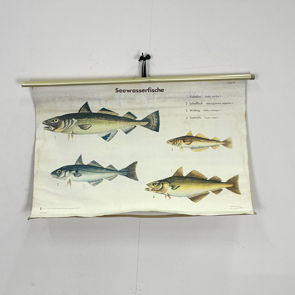 Vintage Lehrtafel – Seewasserfische – Biologie Lehrtafel Rollbild Wanddeko
