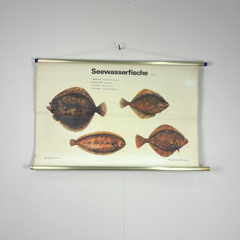 Vintage Schulkarte – Seewasserfische – Zoologie Lehrtafel Rollbild Wanddeko