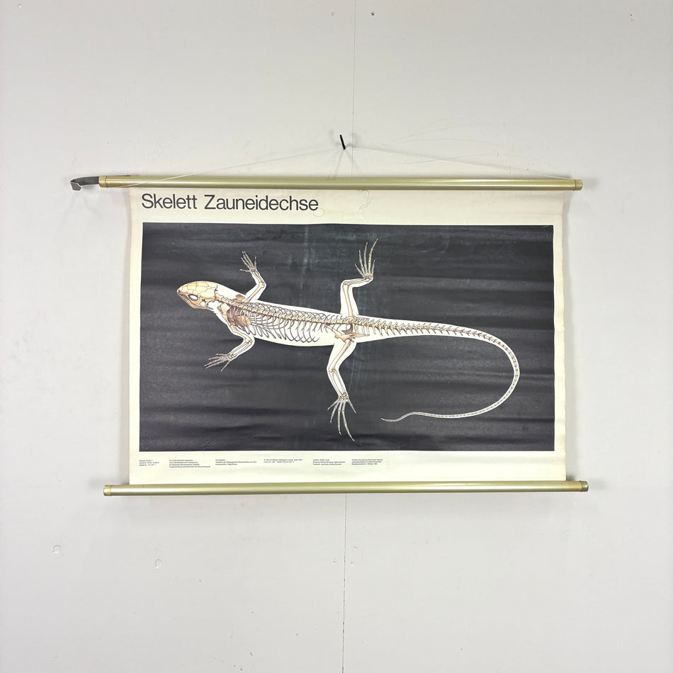 Vintage Schulkarte – Skelett Zauneidechse – Biologie Lehrtafel Wanddeko