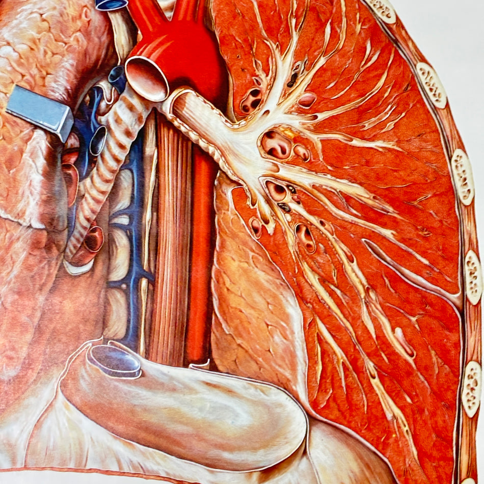 Vintage School Chart – The Respiratory Organs – Biology Medicine Educational Chart Roll, Used