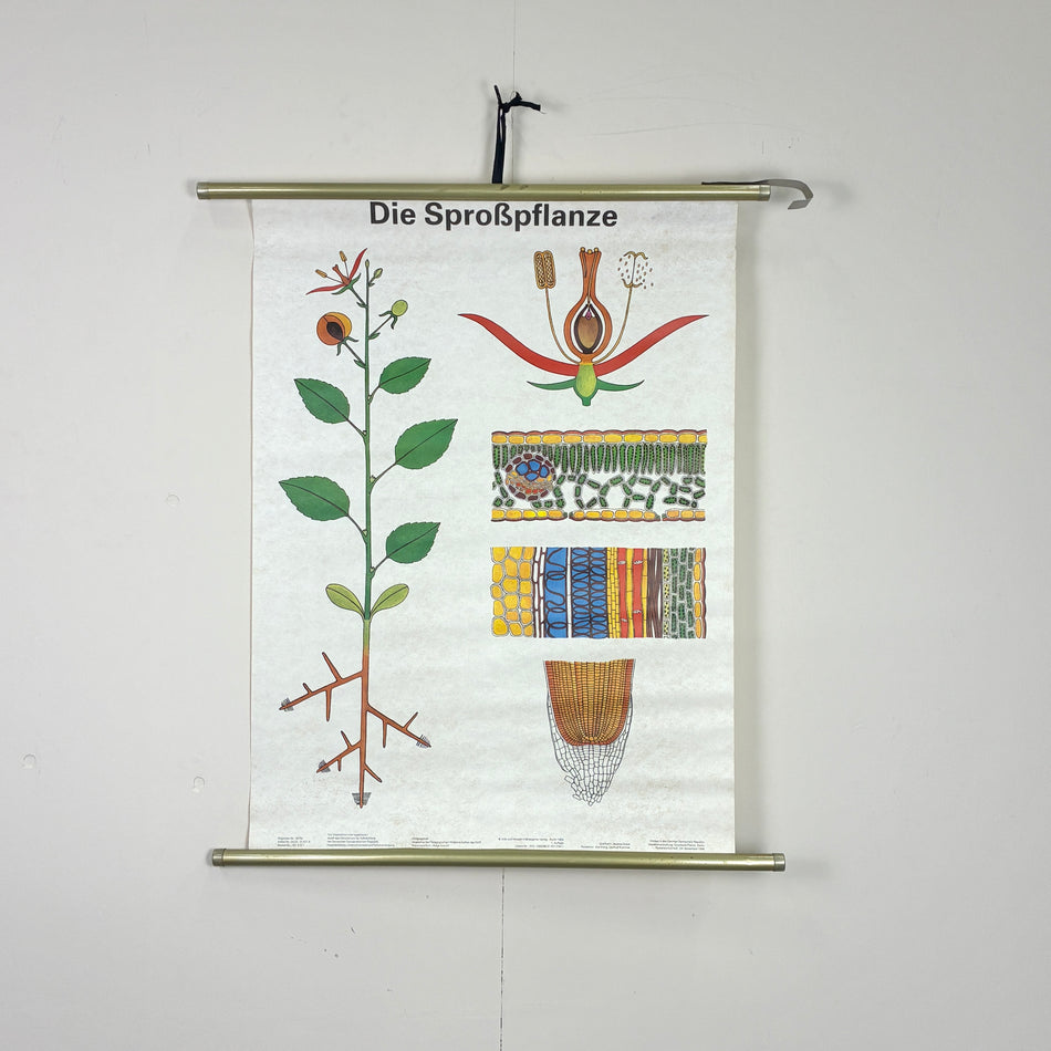 Vintage Schulkarte - Die Sproßpflanze - Rollbild Lehrtafel Wanddeko