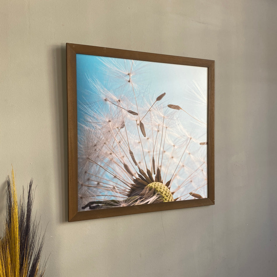 Wandbild gebraucht  Pusteblume Fotodruck Natur Holz Rahmen