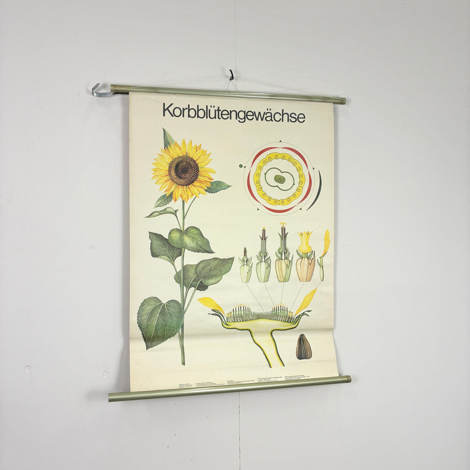 Vintage Schulkarte - Korbblütengewächse - Rollbild Lehrtafel Wanddeko
