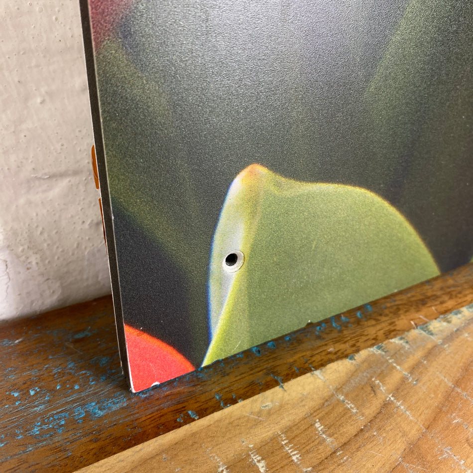 Bild Tulpe 60x60 Wandbild Deko Fotodruck Natur