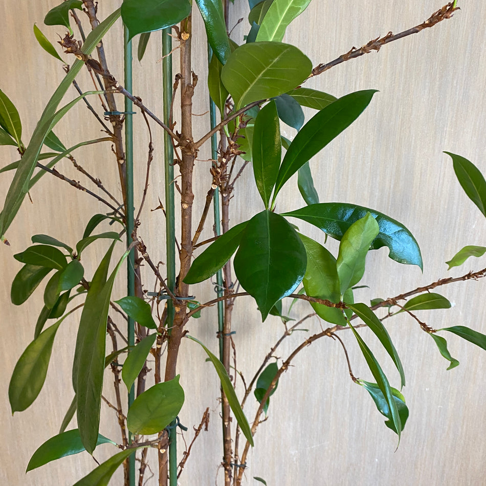 Hydro Ficus Zimmerpflanze Büro 250cm Baum